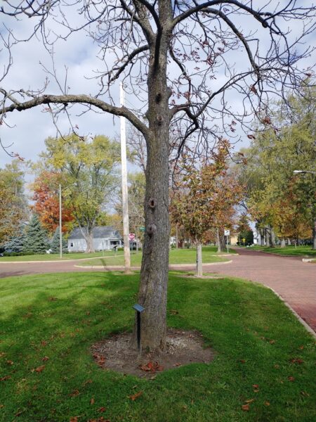 JOHN E. KRAUSS WAR MEMORIAL TREE