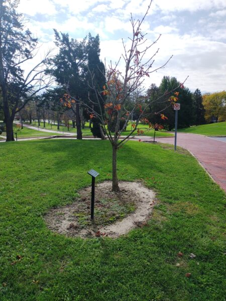 CLEMENT GABEL WAR MEMORIAL TREE