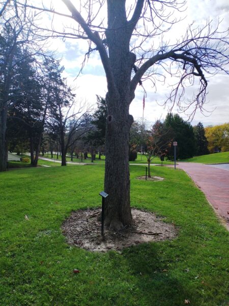 BERT J. HALE WAR MEMORIAL TREE