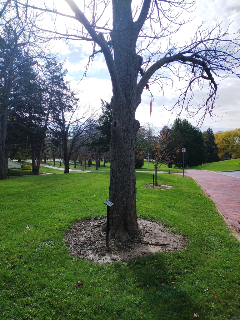 BERT J. HALE WAR MEMORIAL TREE