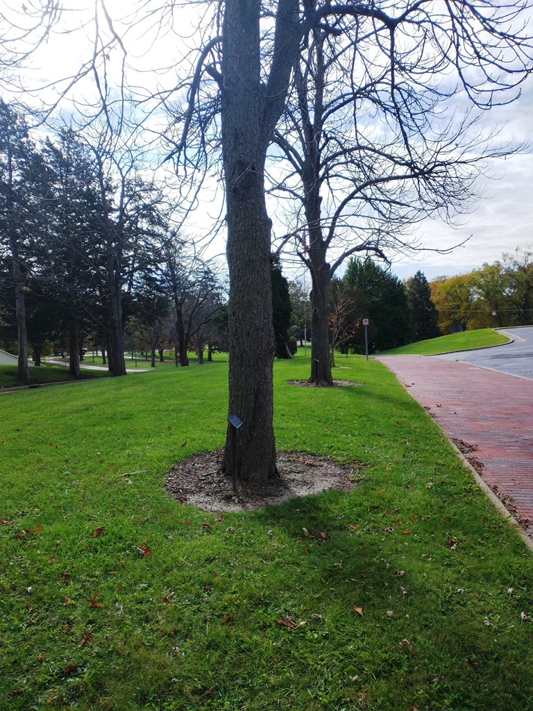 CLYDE HAWK WAR MEMORIAL TREE