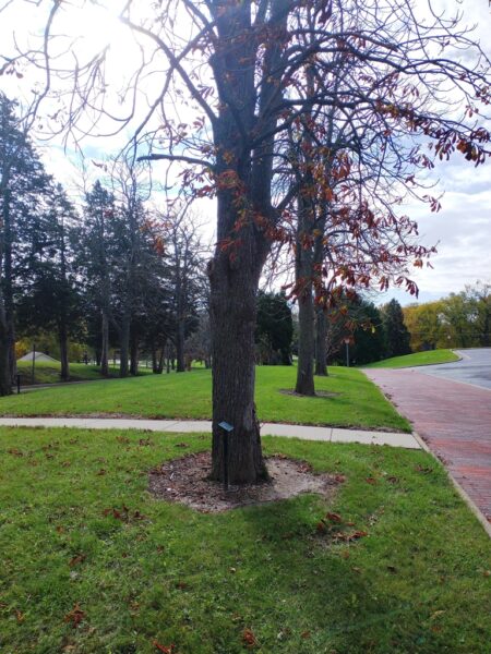 RAYMOND R. JONES WAR MEMORIAL TREE