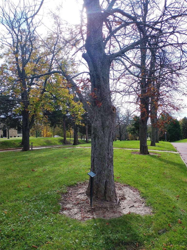 MELVIN J. KNEPPER WAR MEMORIAL TREE