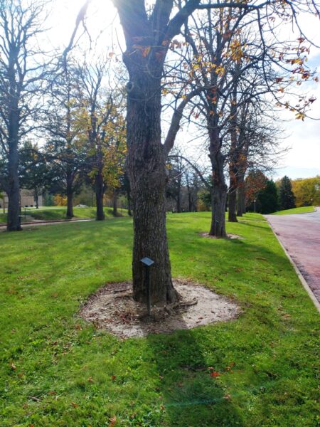 CHARLES KOONS WAR MEMORIAL TREE