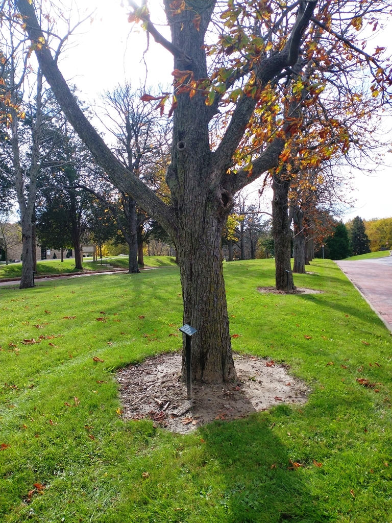 JOHN LOWE WAR MEMORIAL TREE