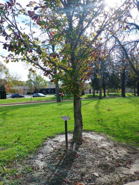 ANTHONY F. MAIER WAR MEMORIAL TREE