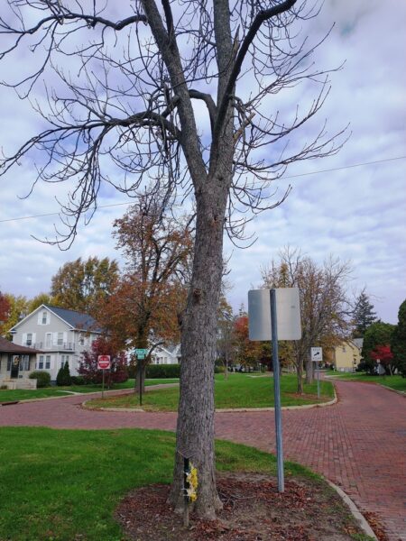 1ST LT. EDWARD J. SNYDER WAR MEMORIAL TREE