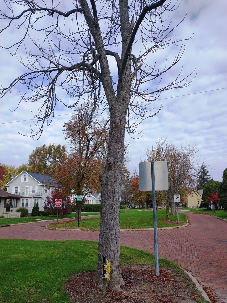 1ST LT. EDWARD J. SNYDER WAR MEMORIAL TREE
