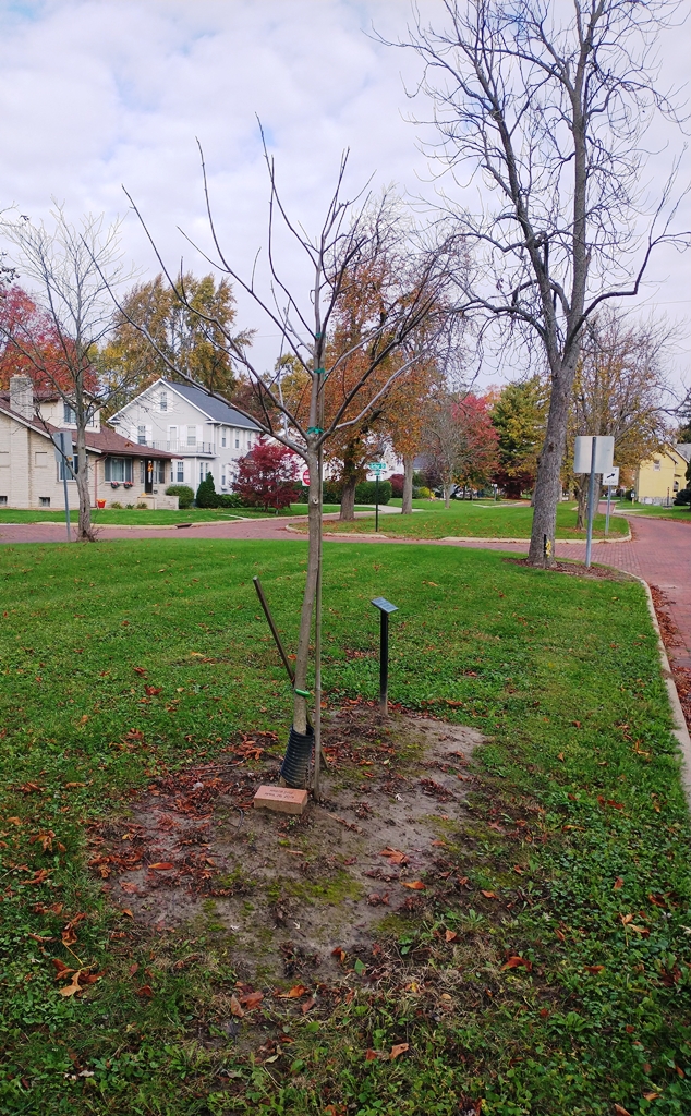 WESLEY SAAM WAR MEMORIAL TREE