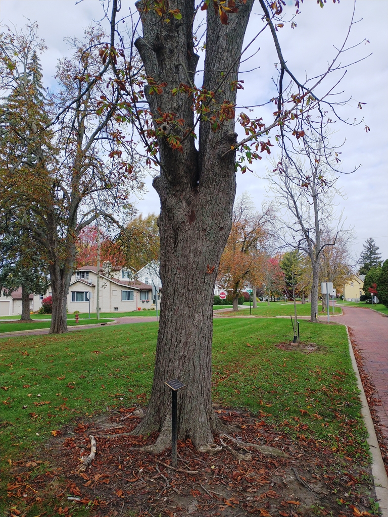 FRANK L. REIBER WAR MEMORIAL TREE