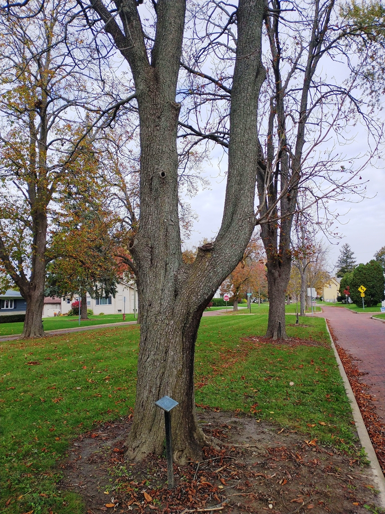 SGT. CLIFFORD O’BRIEN WAR MEMORIAL TREE