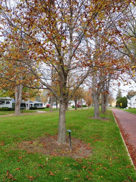 FRED C. MITCHELL WAR MEMORIAL TREE