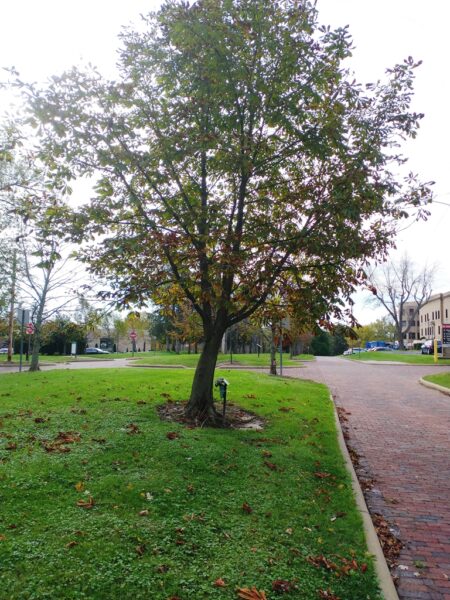 ALFRED MYERS WAR MEMORIAL TREE