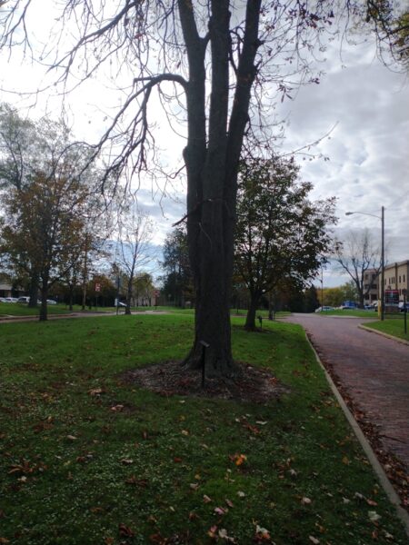 CLIFFORD C. NIEBLING WAR MEMORIAL TREE