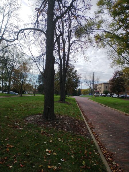LOUIS PRESSLER WAR MEMORIAL TREE