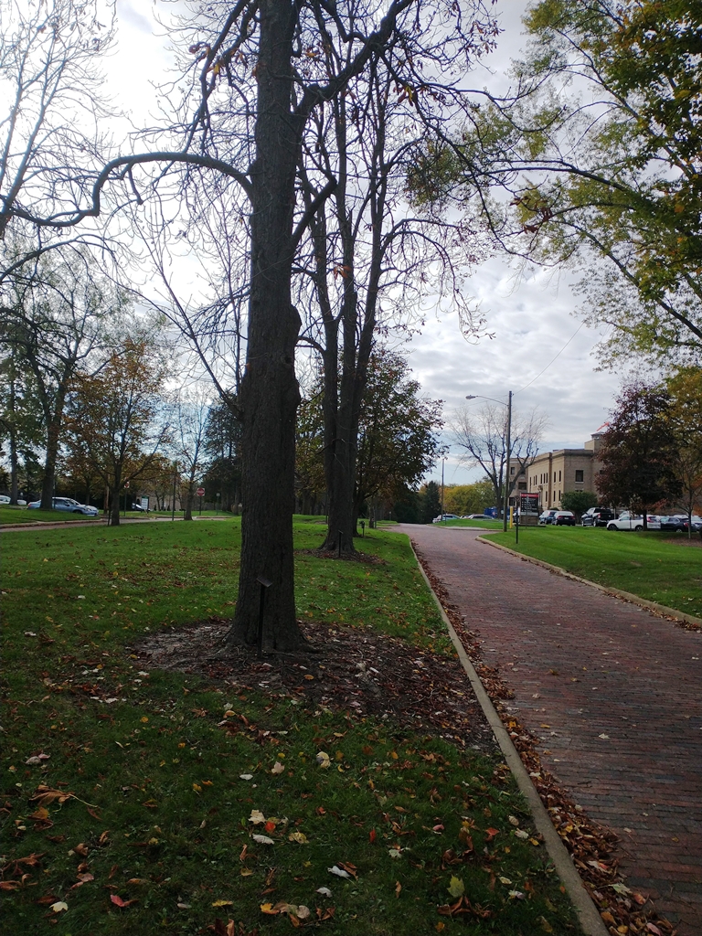 LOUIS PRESSLER WAR MEMORIAL TREE