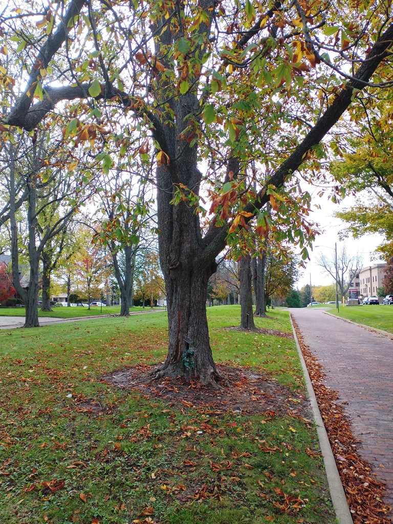 WILLIAM H. PUMP WAR MEMORIAL TREE