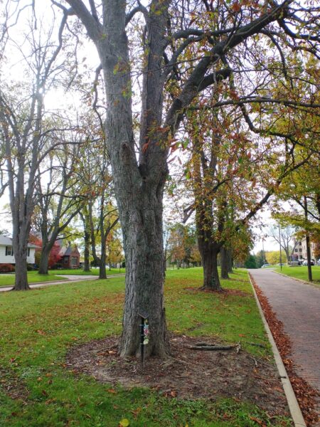 ALBERT SEILER WAR MEMORIAL TREE