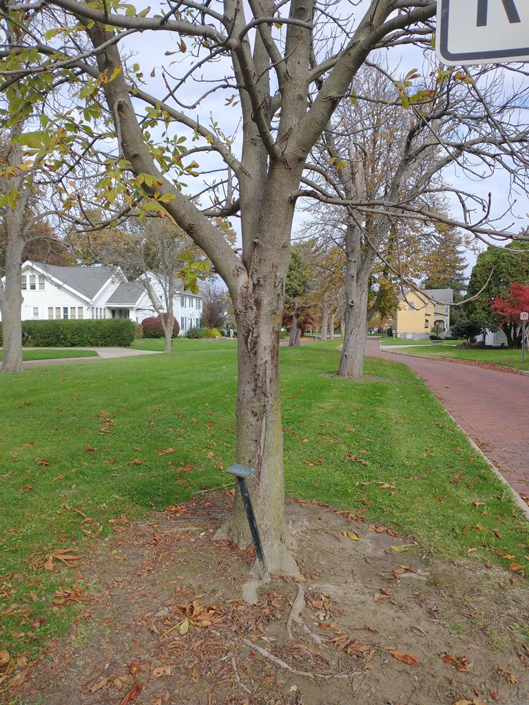 FLOYD C. STARKEY WAR MEMORIAL TREE