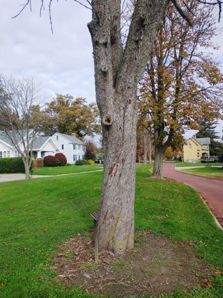 EMIL STRICKLER WAR MEMORIAL TREE