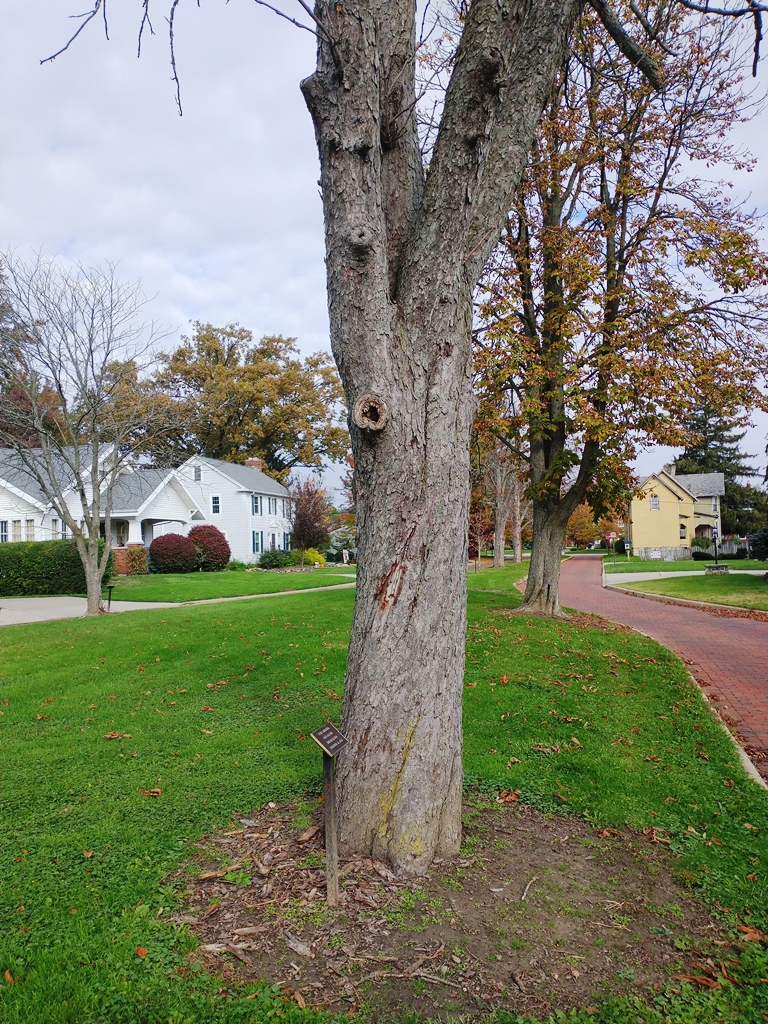 EMIL STRICKLER WAR MEMORIAL TREE