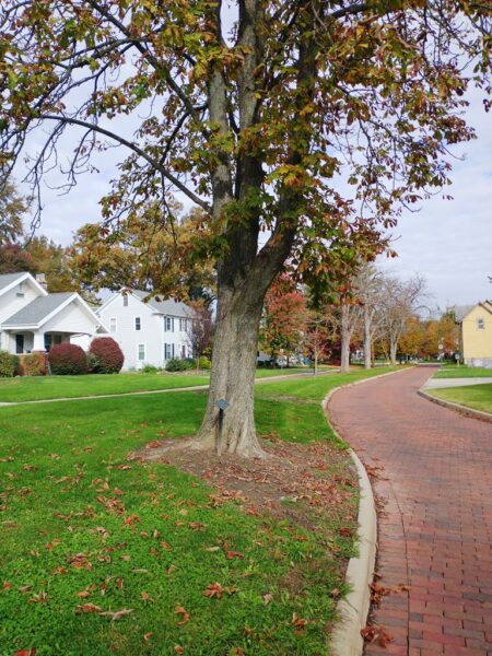 PVT. JOHN W. STINE WAR MEMORIAL TREE