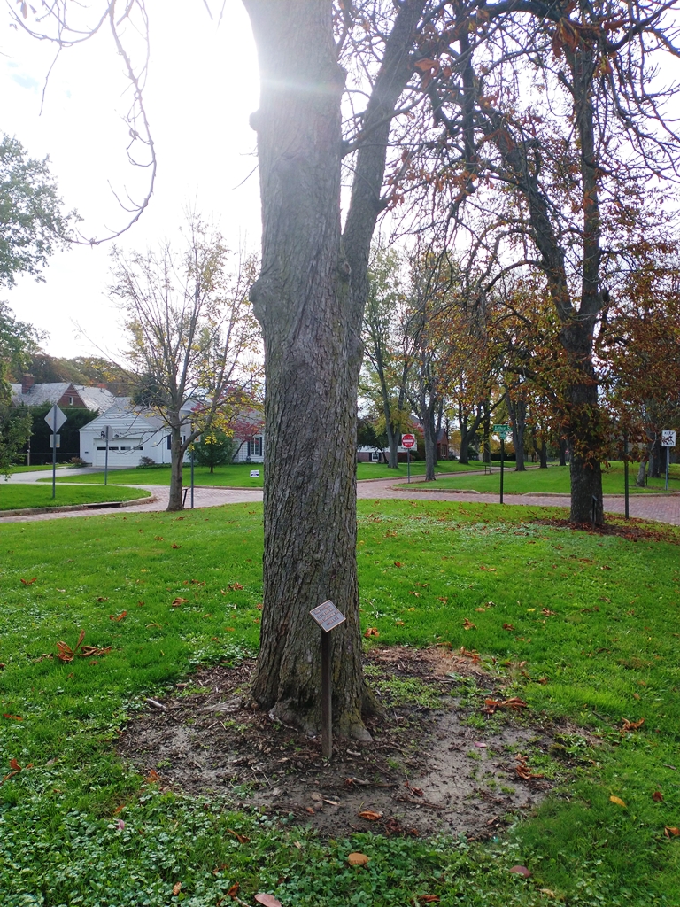 FRANK S. STEVENSON WAR MEMORIAL TREE
