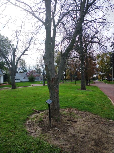 RAYMOND J. SWINT WAR MEMORIAL TREE