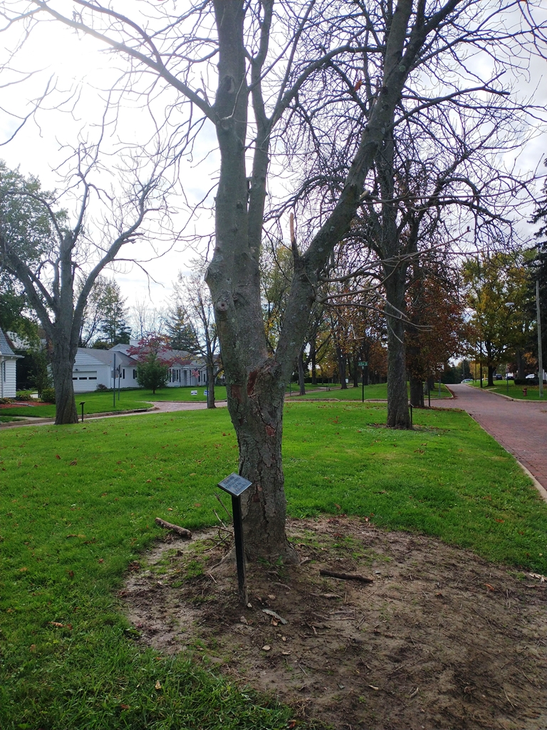 RAYMOND J. SWINT WAR MEMORIAL TREE