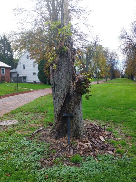 CORPORAL EDGAR THURSTON WAR MEMORIAL TREE