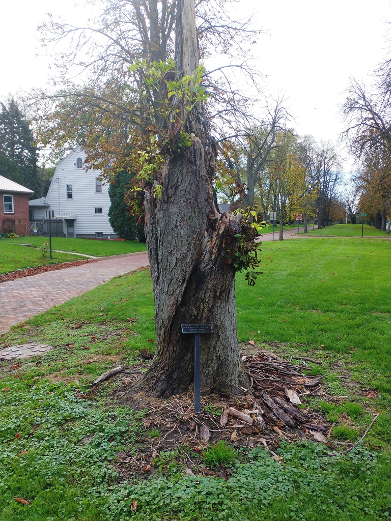 CORPORAL EDGAR THURSTON WAR MEMORIAL TREE