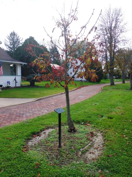 CHARLES HEFFNER WAR MEMORIAL TREE