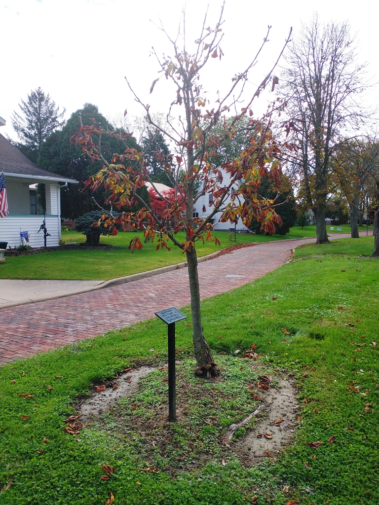 CHARLES HEFFNER WAR MEMORIAL TREE