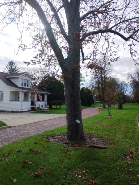 WILLIAM WELKER WAR MEMORIAL TREE