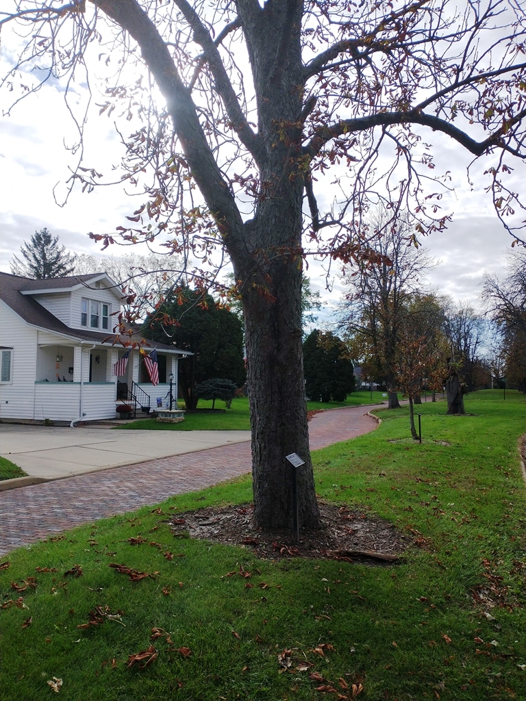 WILLIAM WELKER WAR MEMORIAL TREE