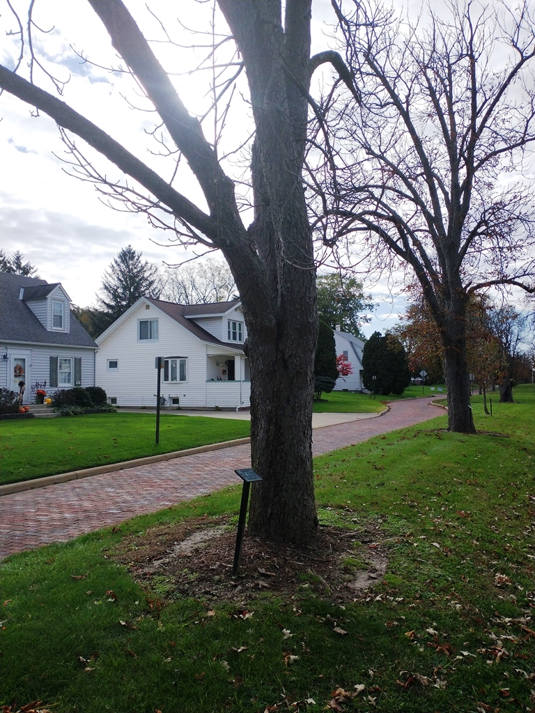 DENNIS WHELAN WAR MEMORIAL TREE