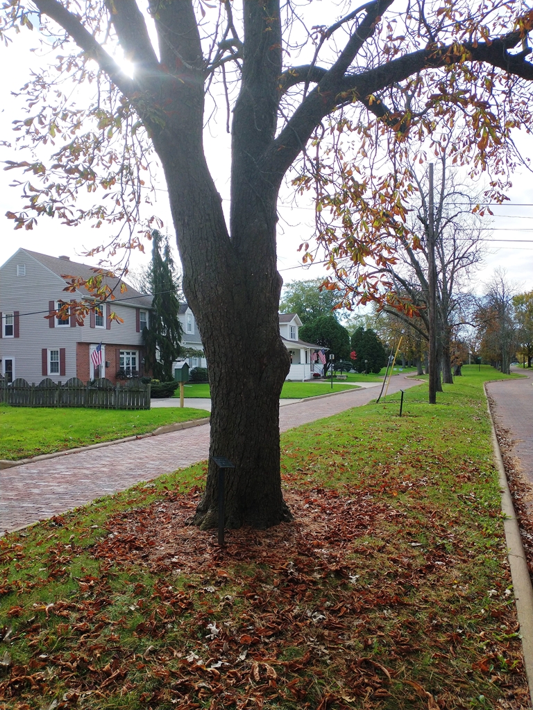 WILLIAM J. WOTT WAR MEMORIAL TREE