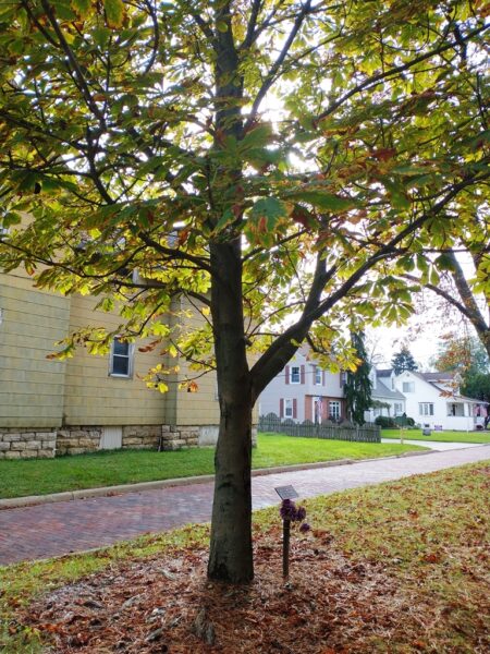 RALPH W. WRIGHT WAR MEMORIAL TREE