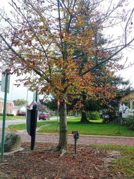 ALFONS J. WYSS WAR MEMORIAL TREE