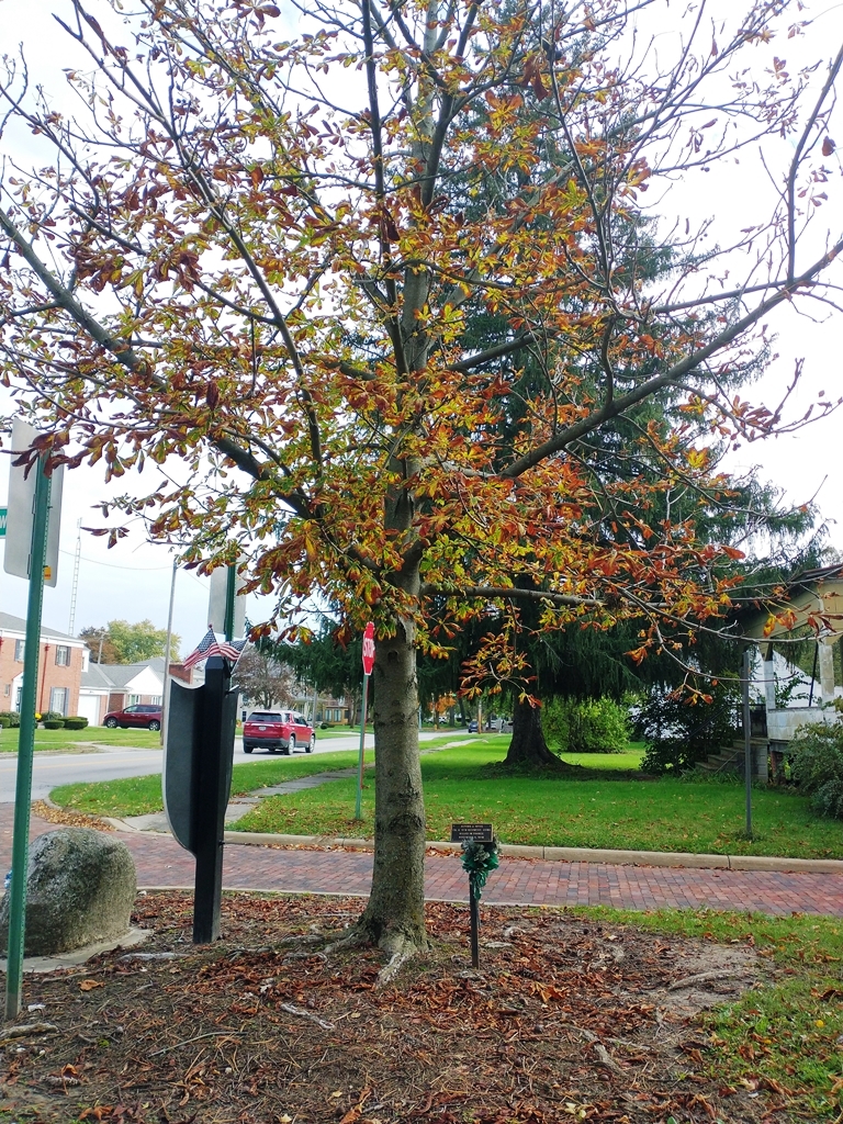 ALFONS J. WYSS WAR MEMORIAL TREE