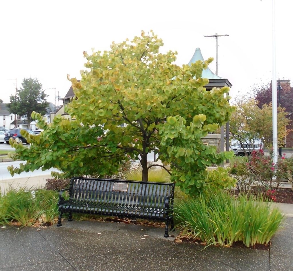 IN HONOR OF ALL MILITARY VETERANS MEMORIAL BENCH