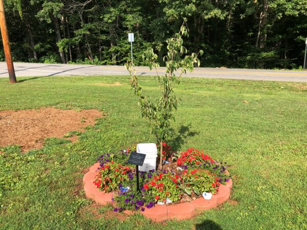 RETIRED REAR ADMIRAL JONES H. STANLEY WAR MEMORIAL TREE