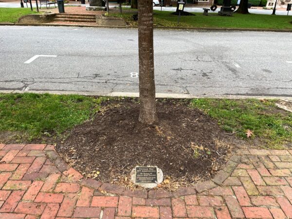 VIETNAM WAR 50TH ANNIVERSARY MEMORIAL TREE