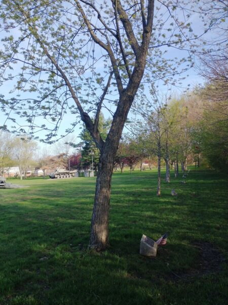 RALPH VANGLAHN, JR. WAR MEMORIAL MEMORIAL TREE