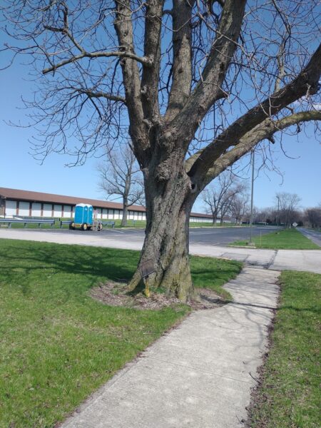 BUCKEYE TREE PLANTED 1909 BRIGADIER GENERAL JOHN C. SPEAKS MEMORIAL