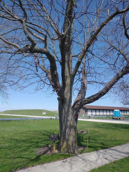 BUCKEYE TREE PLANTED 1909 BRIGADIER GENERAL WILLIAM V. MCMAKEN MEMORIAL