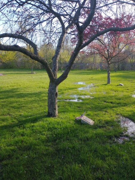 JAMES ELLSWORTH SHIVELY WAR MEMORIAL TREE