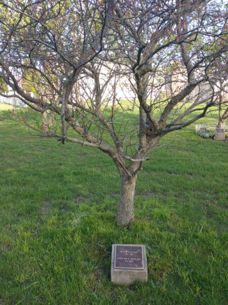 RICHARD B. SULLIVANE WAR MEMORIAL TREE