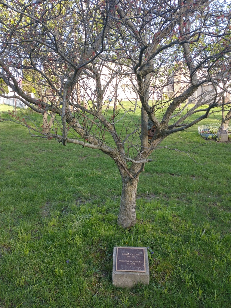 RICHARD B. SULLIVANE WAR MEMORIAL TREE