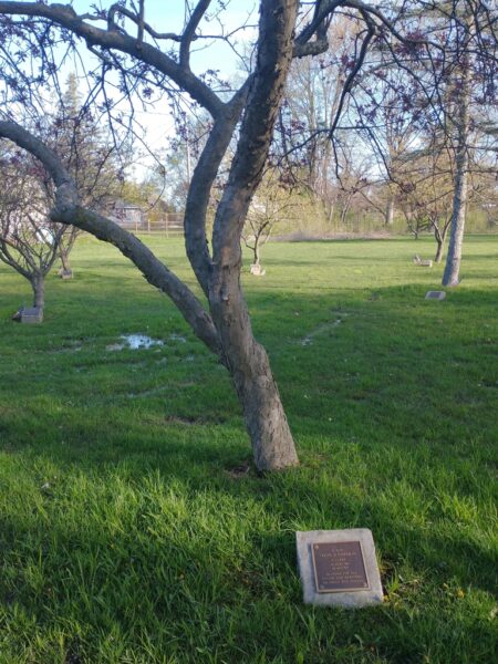 P.F.C. FRANK O. FLOREZ, JR. WAR MRMORIAL TREE